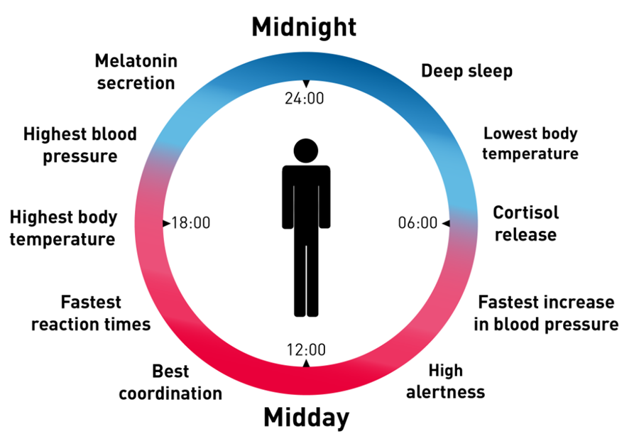 How To Optimize Your Circadian Rhythm
